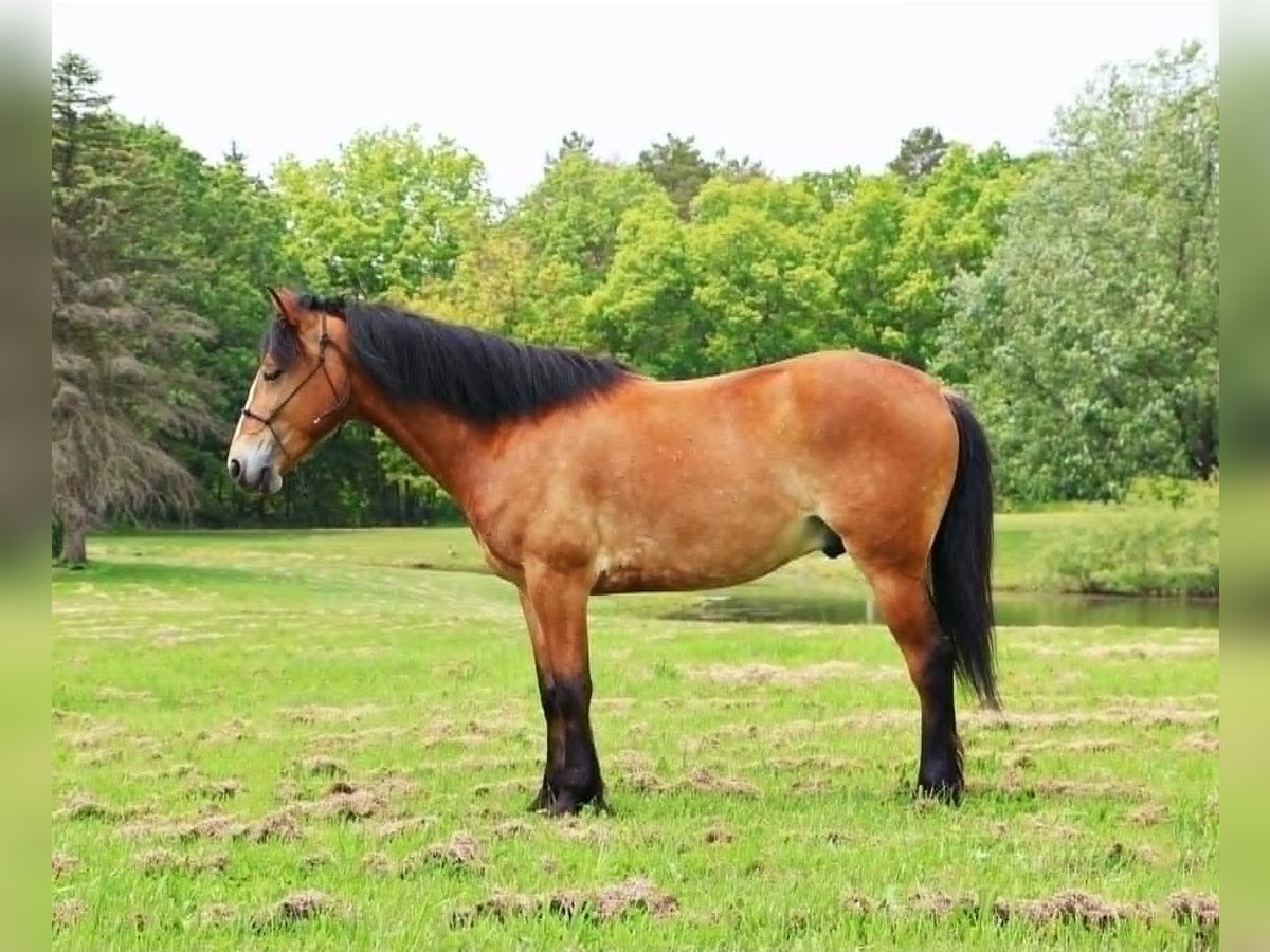 American Quarter Horse Wallach 6 Jahre 147 cm Rotbrauner in Howell, MI