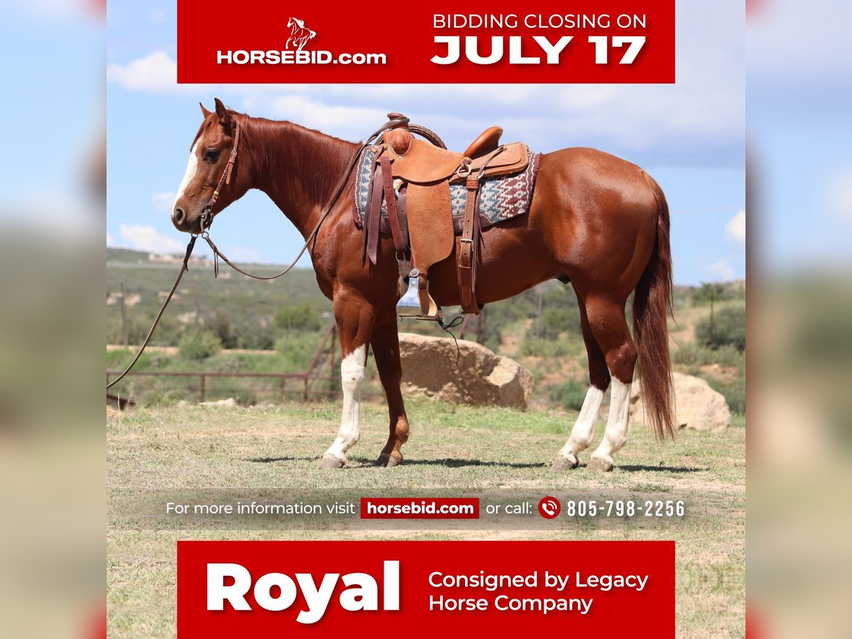 American Quarter Horse Wallach 6 Jahre 147 cm Rotfuchs in Dewey, AZ