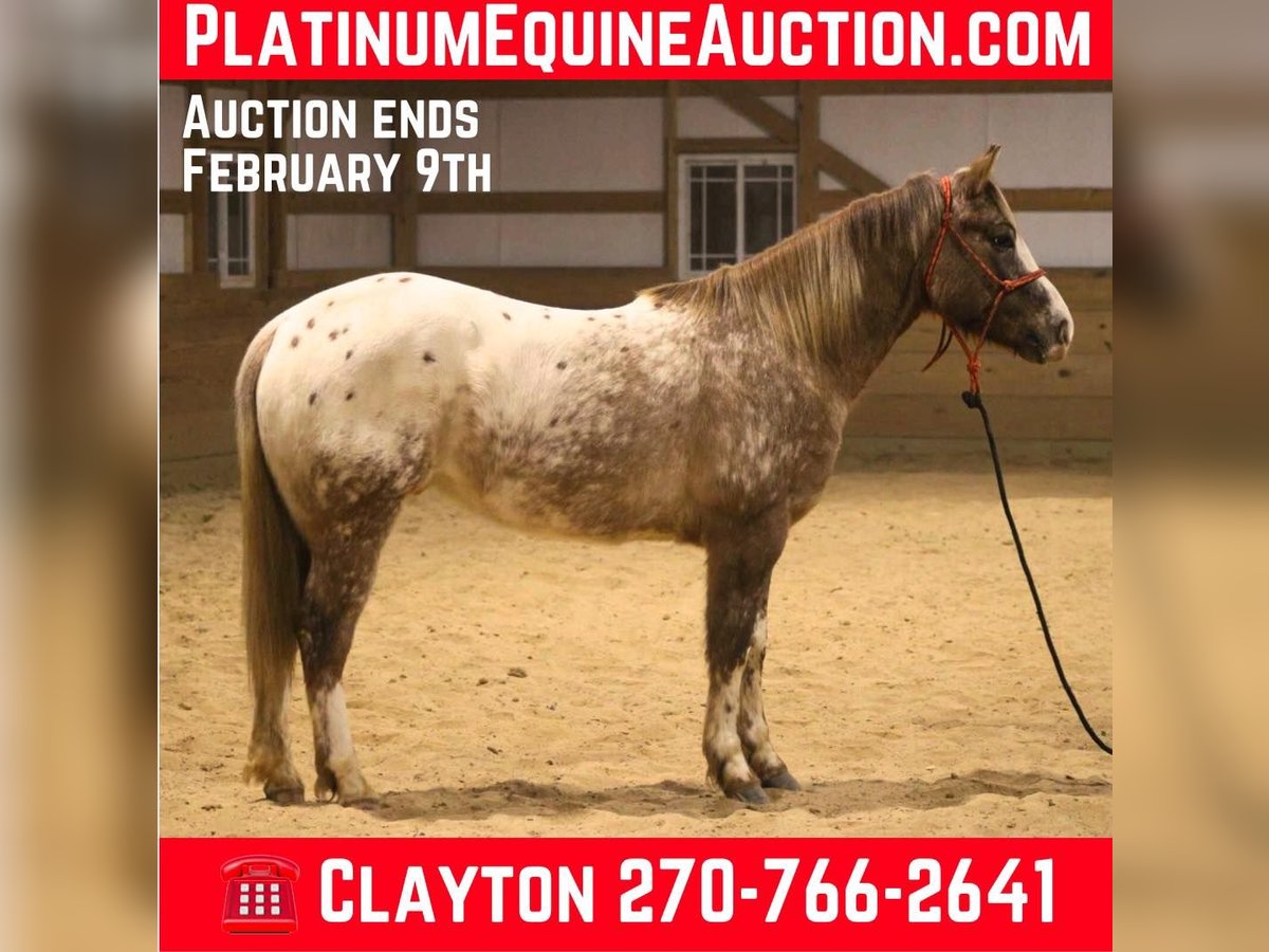 American Quarter Horse Wallach 6 Jahre 147 cm in Sonora kY
