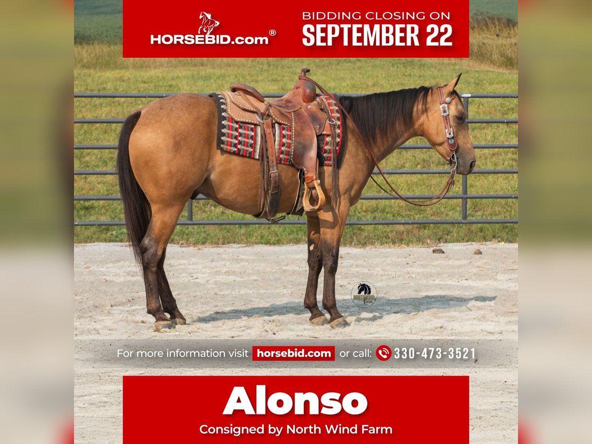 American Quarter Horse Wallach 6 Jahre 150 cm Buckskin in Fredericksburg