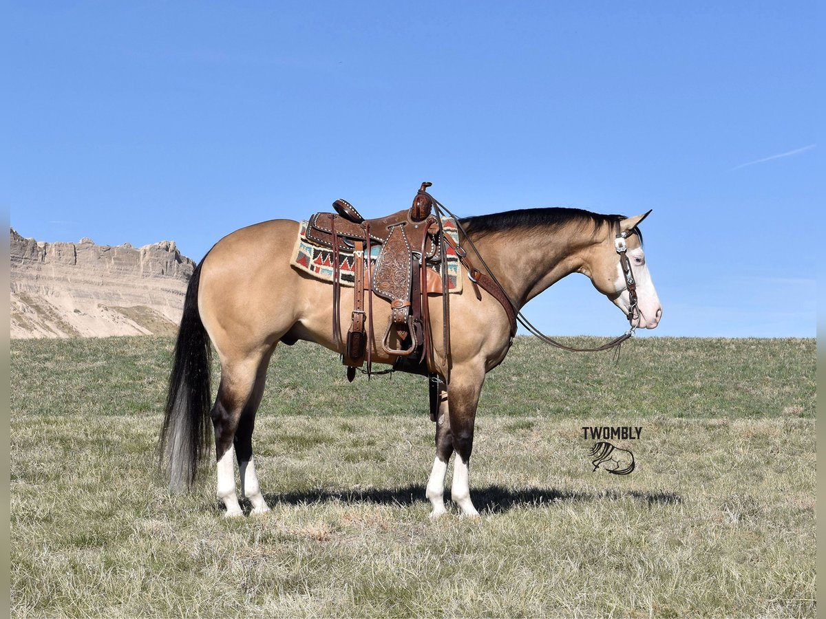 American Quarter Horse Wallach 6 Jahre 150 cm Buckskin in Bayard, Nebraska