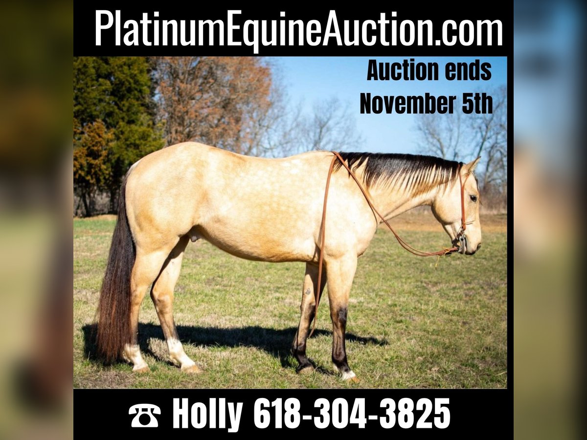 American Quarter Horse Wallach 6 Jahre 150 cm Buckskin in Greenville Ky