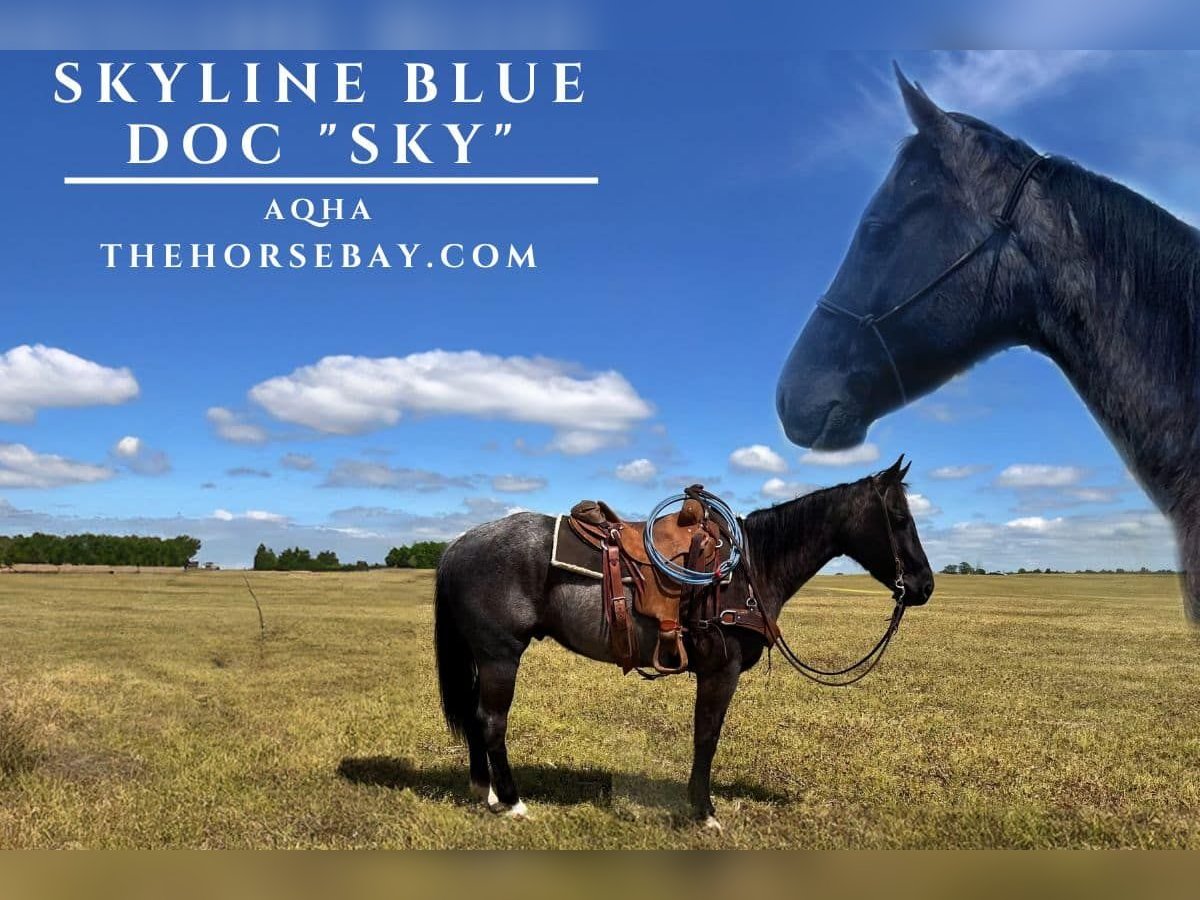 American Quarter Horse Wallach 6 Jahre 150 cm Roan-Blue in Hodgenville, KY