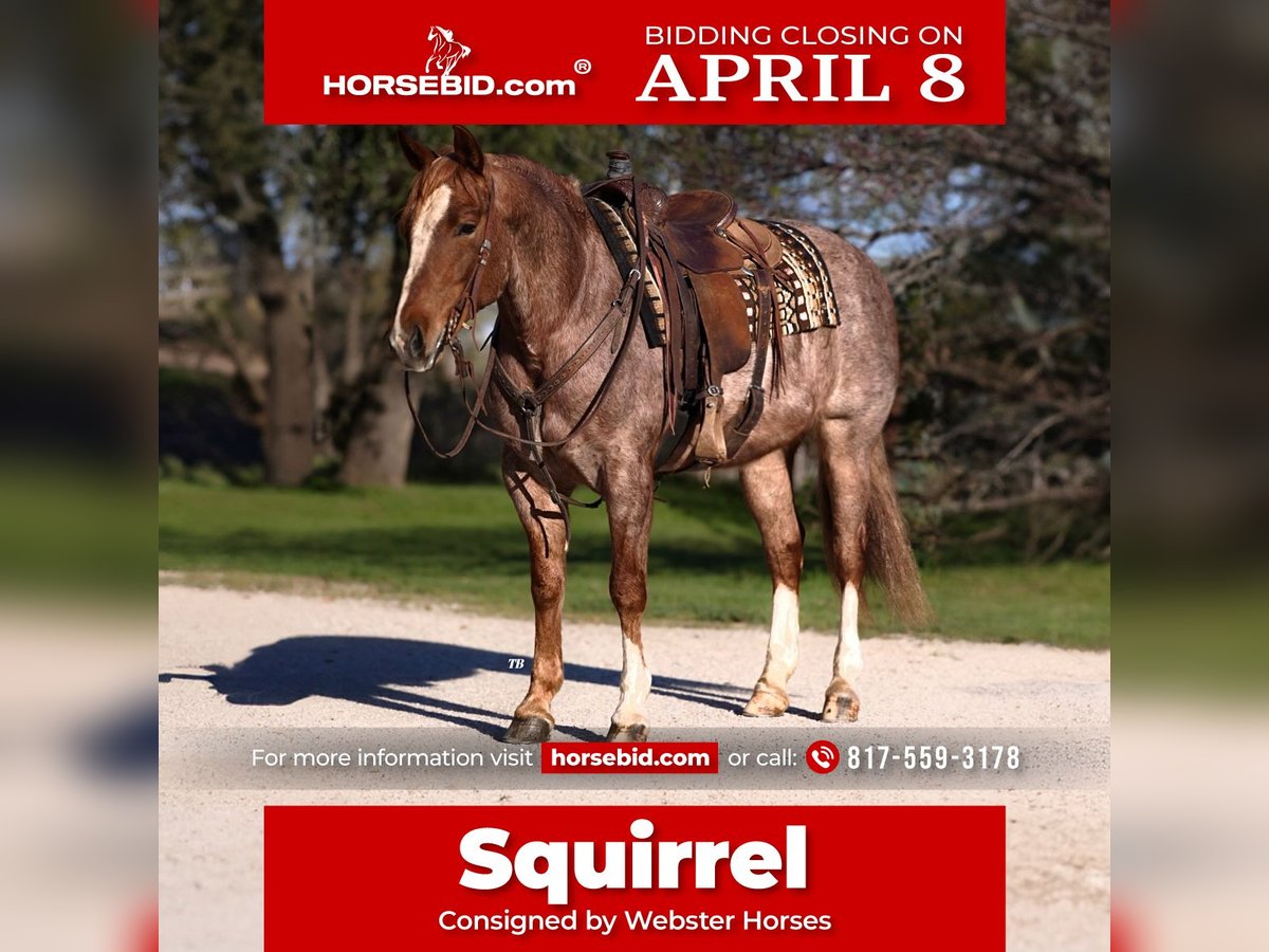 American Quarter Horse Wallach 6 Jahre 150 cm Roan-Red in Lipan, TX