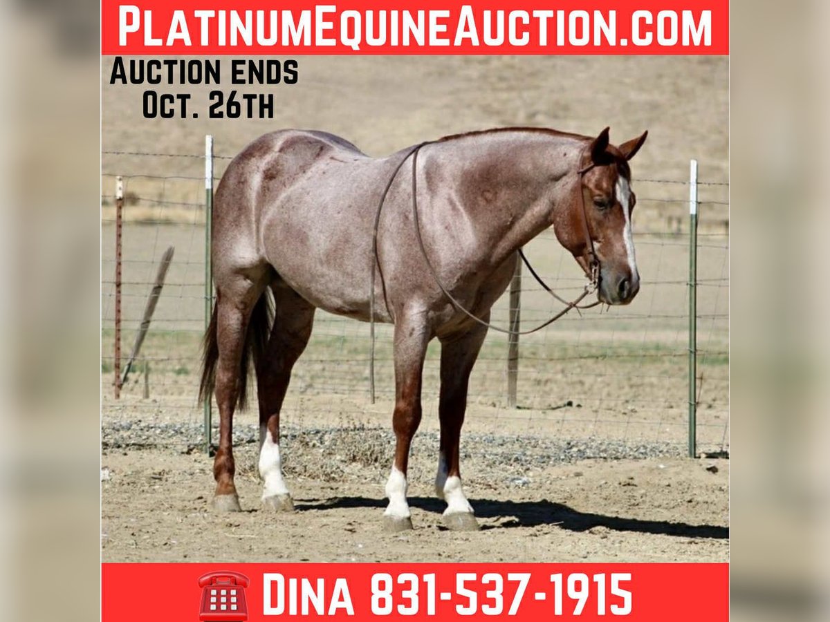American Quarter Horse Wallach 6 Jahre 150 cm Roan-Red in Paicines CA