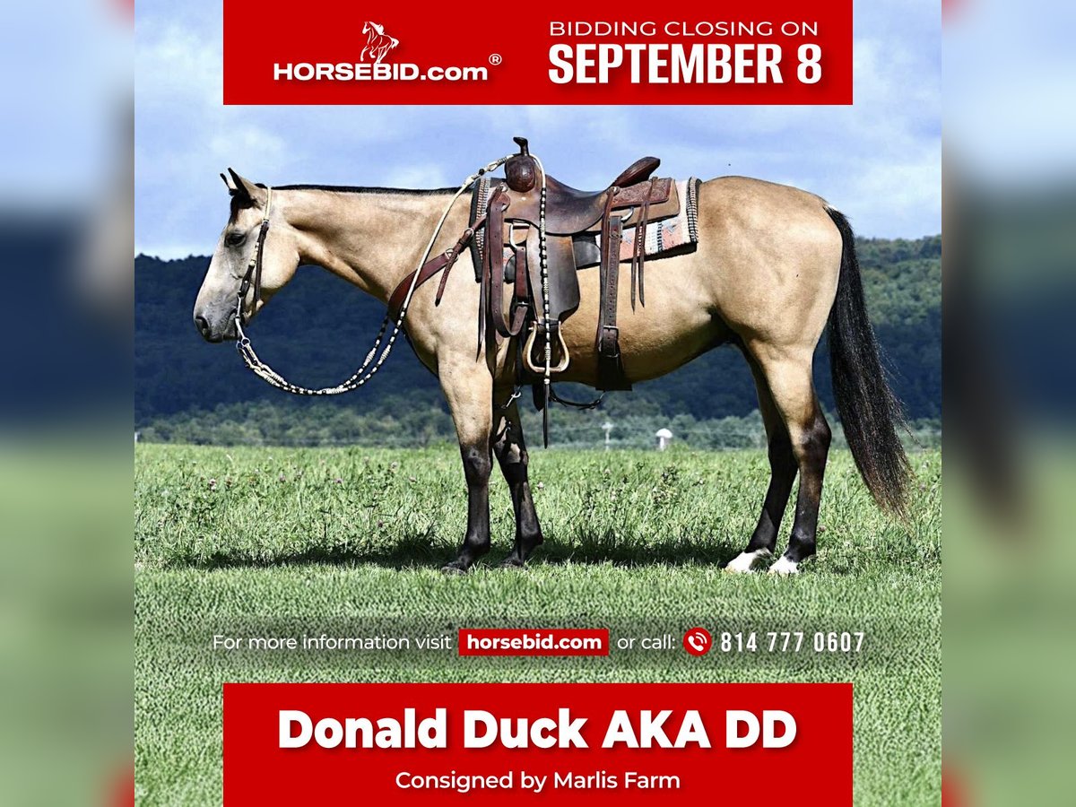 American Quarter Horse Wallach 6 Jahre 152 cm Buckskin in Rebersburg
