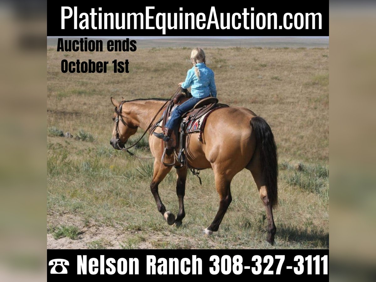 American Quarter Horse Wallach 6 Jahre 152 cm Buckskin in Rushville NE