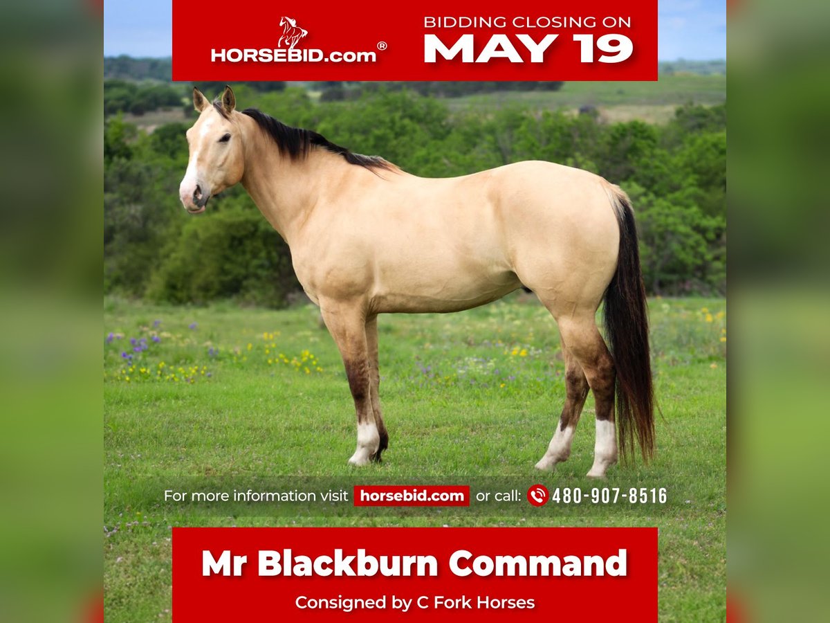American Quarter Horse Wallach 6 Jahre 152 cm Buckskin in Amarillo, TX