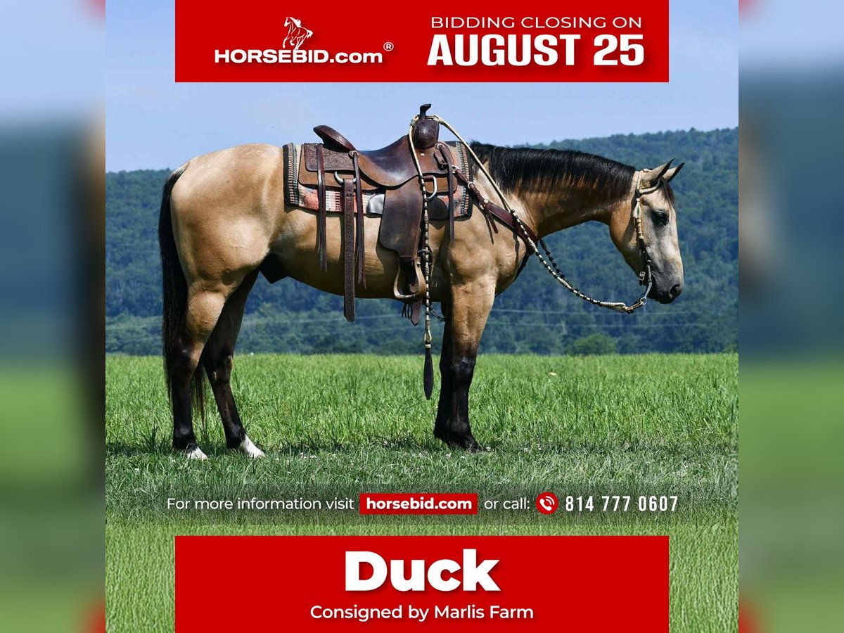 American Quarter Horse Wallach 6 Jahre 152 cm Buckskin in Rebersburg