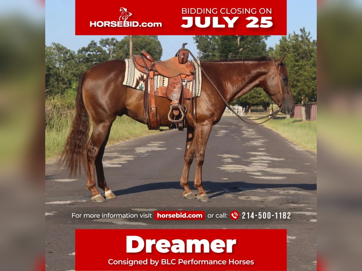 American Quarter Horse Wallach 6 Jahre 152 cm Dunkelfuchs in Grand Saline, TX