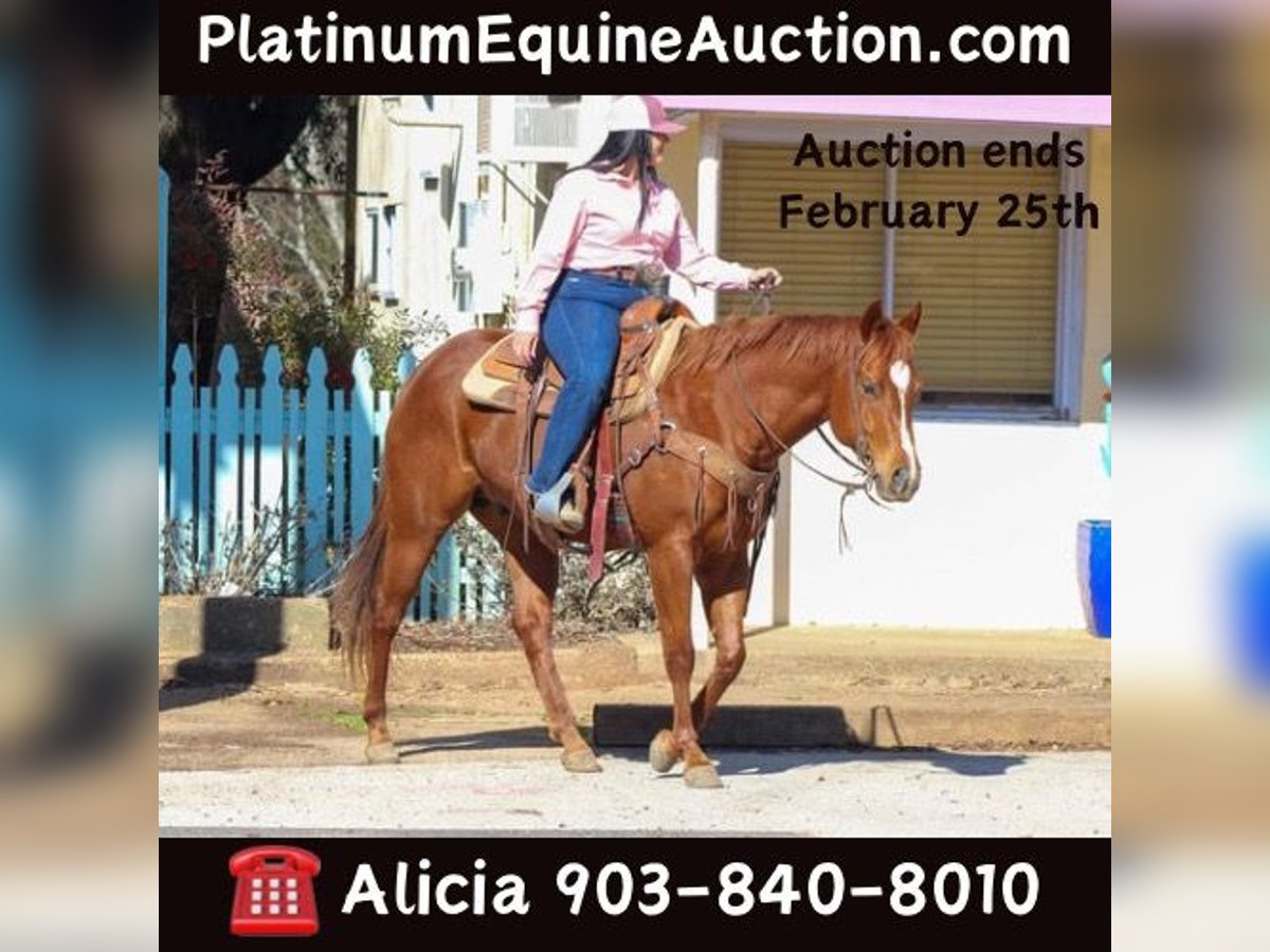 American Quarter Horse Wallach 6 Jahre 152 cm Dunkelfuchs in Canton TX