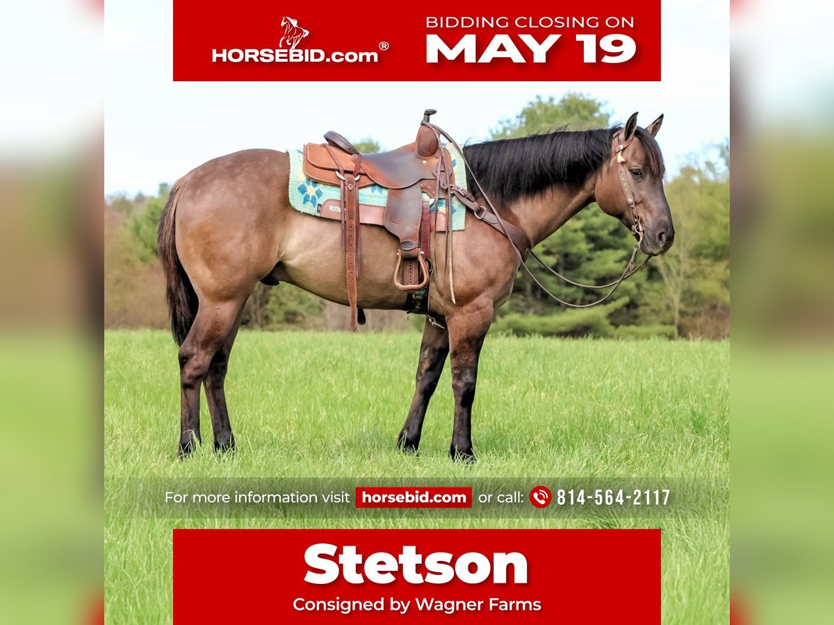 American Quarter Horse Wallach 6 Jahre 152 cm Grullo in Clarion, PA