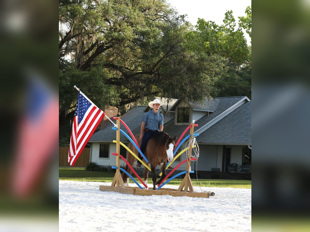 American Quarter Horse Wallach 6 Jahre 152 cm Grullo in Millersburg