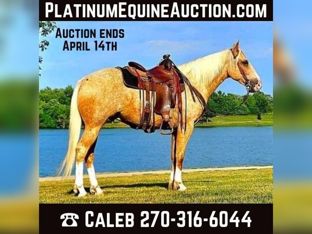 American Quarter Horse Wallach 6 Jahre 152 cm Palomino in FORDSVILLE, KY