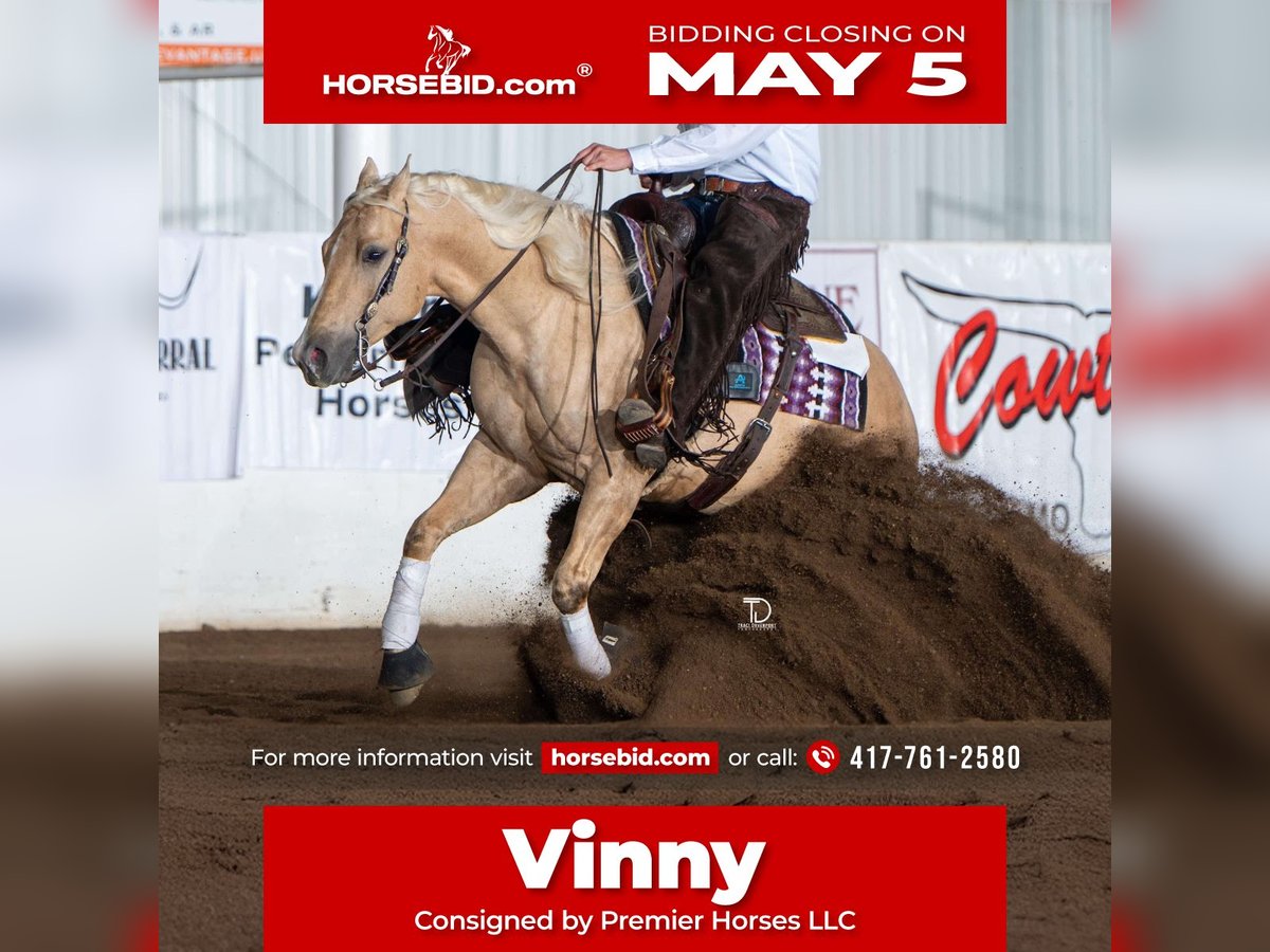 American Quarter Horse Wallach 6 Jahre 152 cm in Buffalo, MO