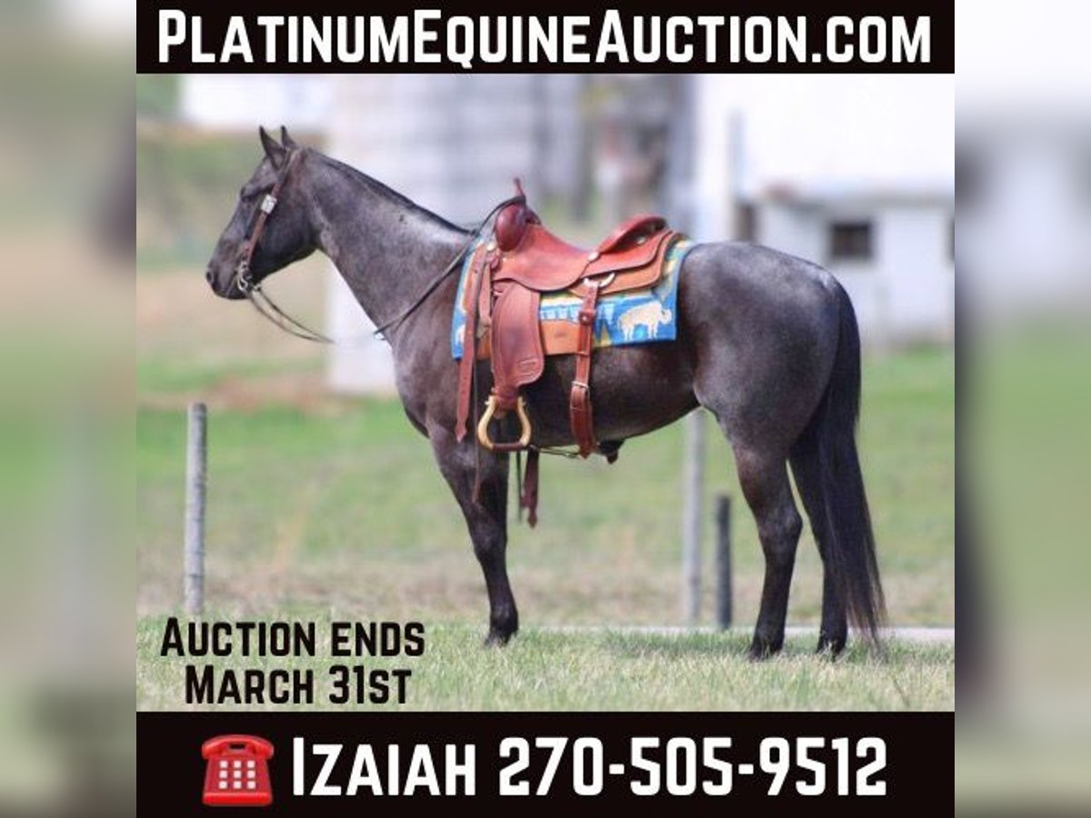 American Quarter Horse Wallach 6 Jahre 152 cm Roan-Blue in Sonora KY