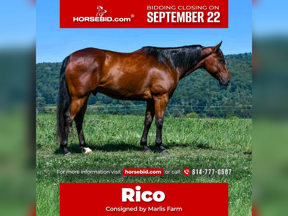 American Quarter Horse Wallach 6 Jahre 152 cm Rotbrauner in Rebersburg