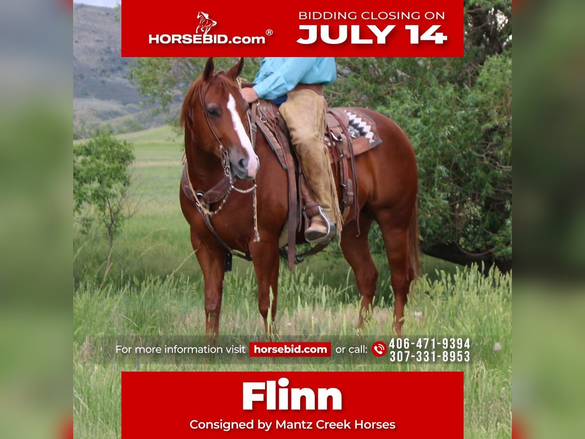 American Quarter Horse Wallach 6 Jahre 152 cm Rotfuchs in Douglas, WY