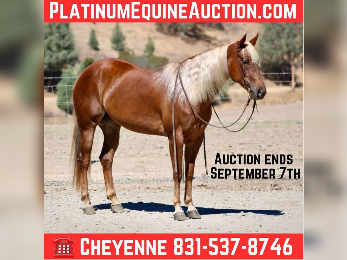 American Quarter Horse Wallach 6 Jahre 152 cm Rotfuchs in Bitterwater CA