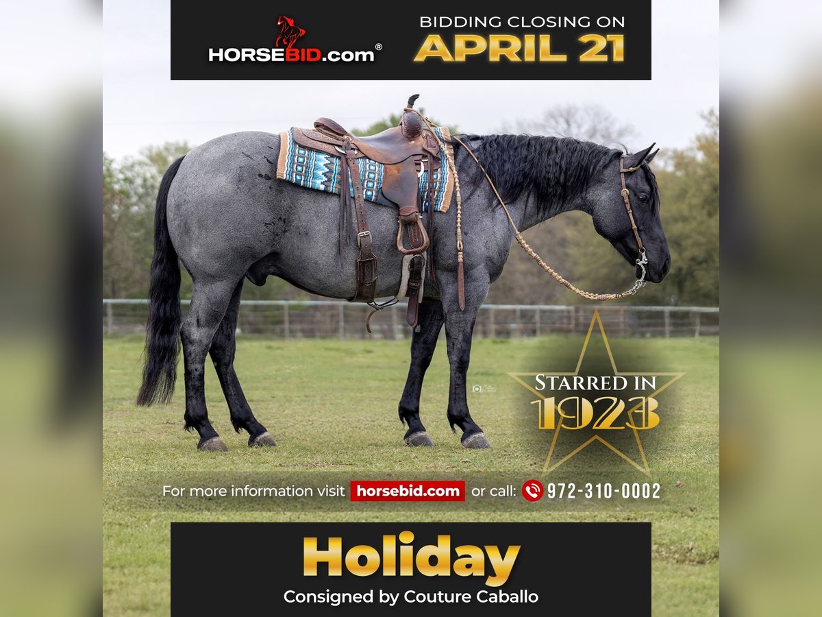 American Quarter Horse Wallach 6 Jahre 152 cm in Gainesville, TX