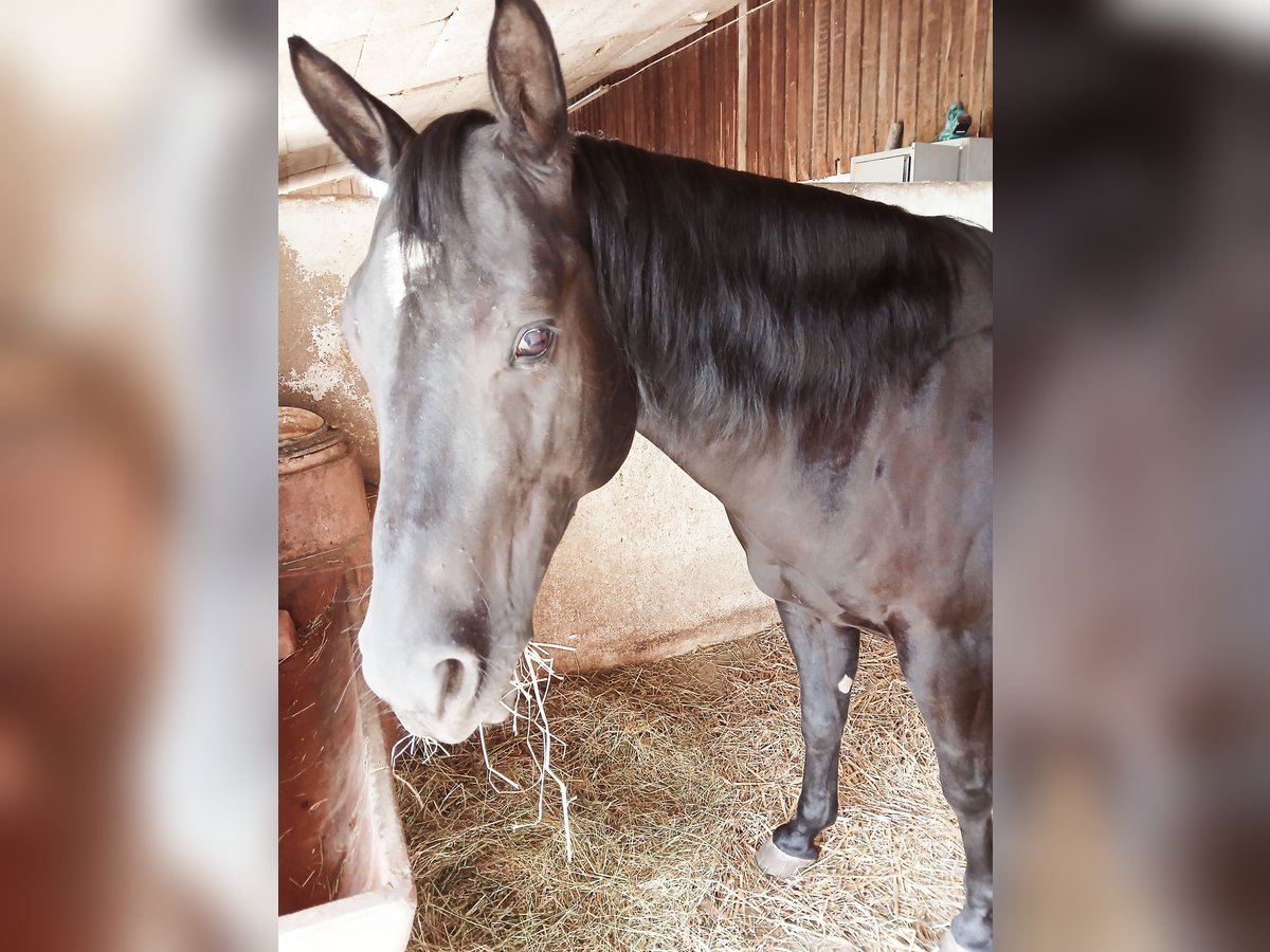 American Quarter Horse Wallach 6 Jahre 154 cm Rappe in Wasserburg am Inn