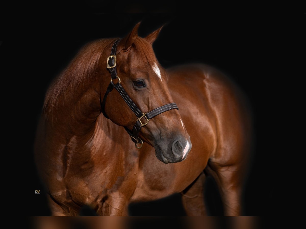 American Quarter Horse Wallach 6 Jahre 154 cm in Sinsheim
