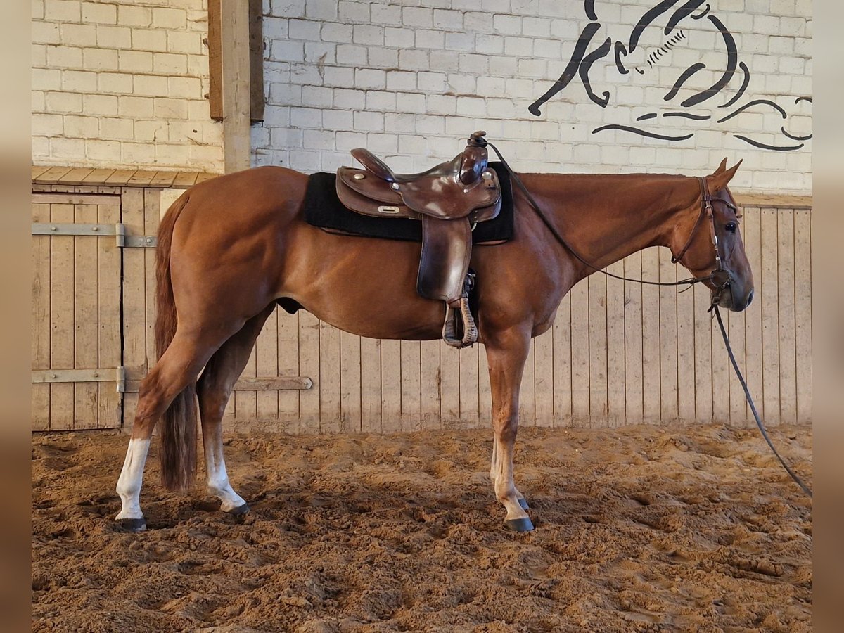 American Quarter Horse Wallach 6 Jahre 154 cm Rotfuchs in Krems II