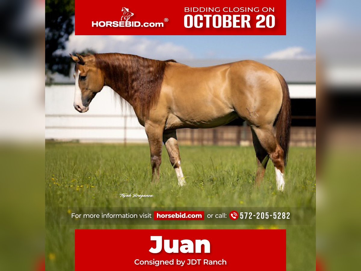 American Quarter Horse Wallach 6 Jahre 155 cm Falbe in Crescent