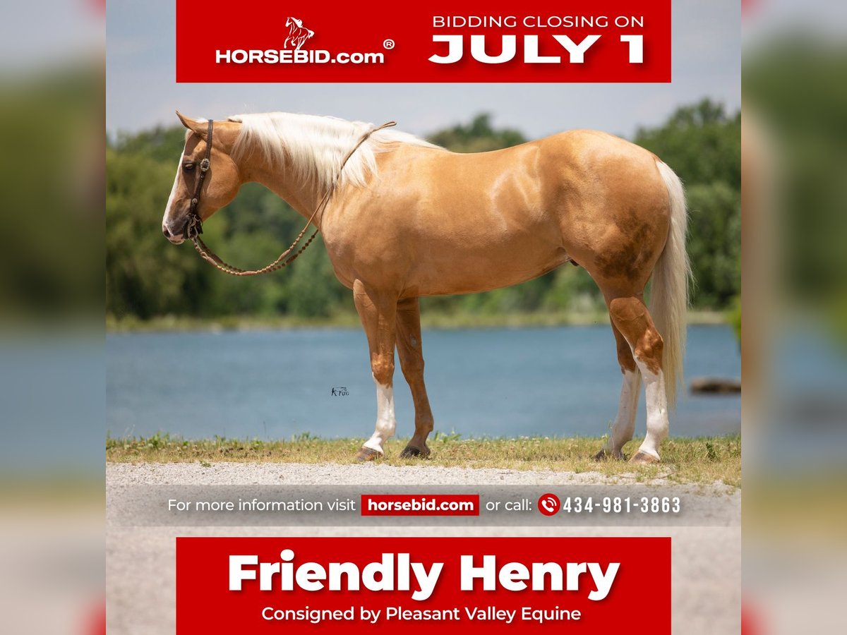 American Quarter Horse Wallach 6 Jahre 155 cm Palomino in Robards, KY