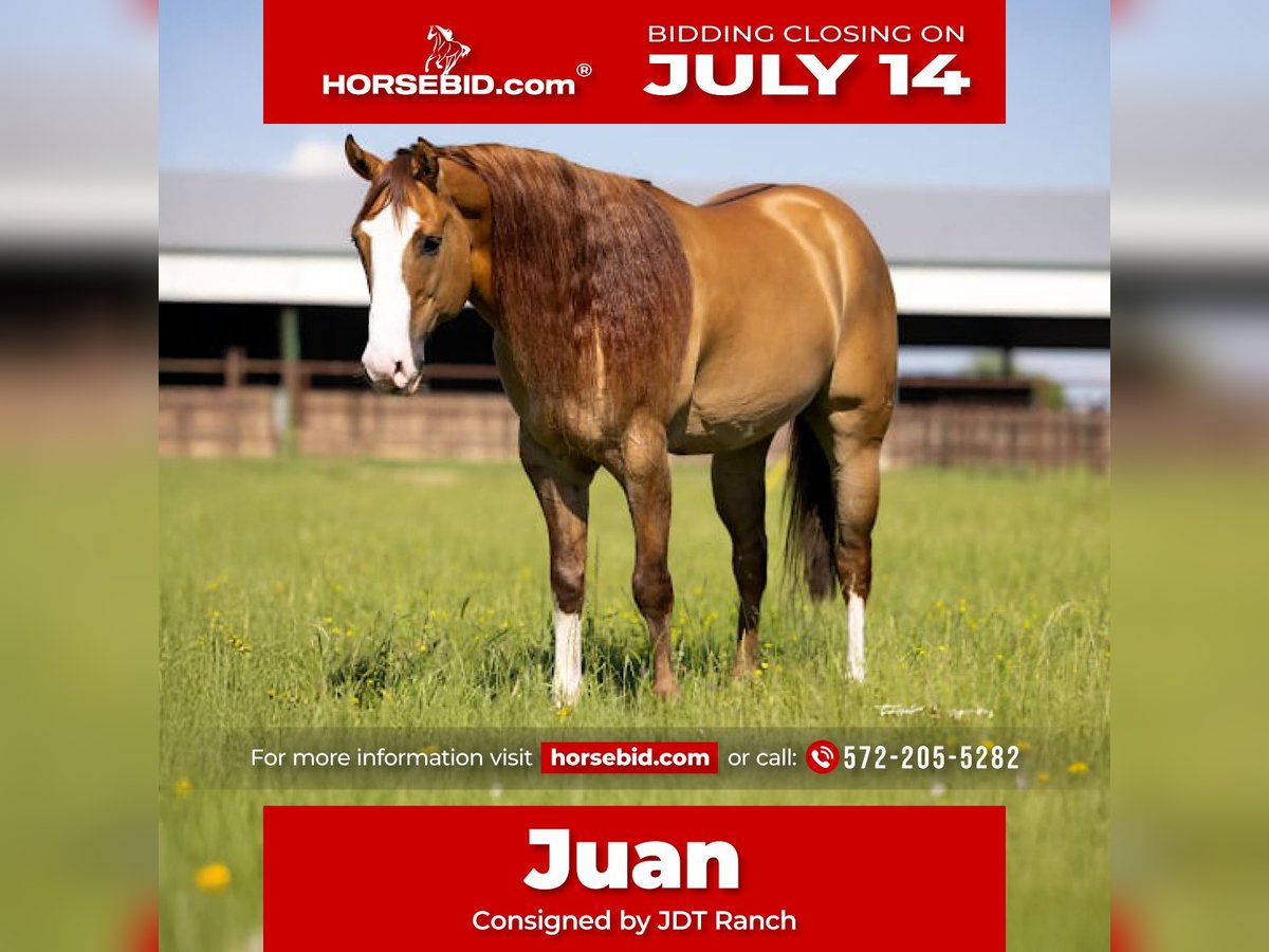 American Quarter Horse Wallach 6 Jahre 155 cm in Crescent, OK
