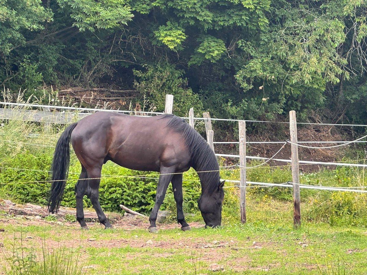 American Quarter Horse Wallach 6 Jahre 155 cm Rappe in Berschweiler