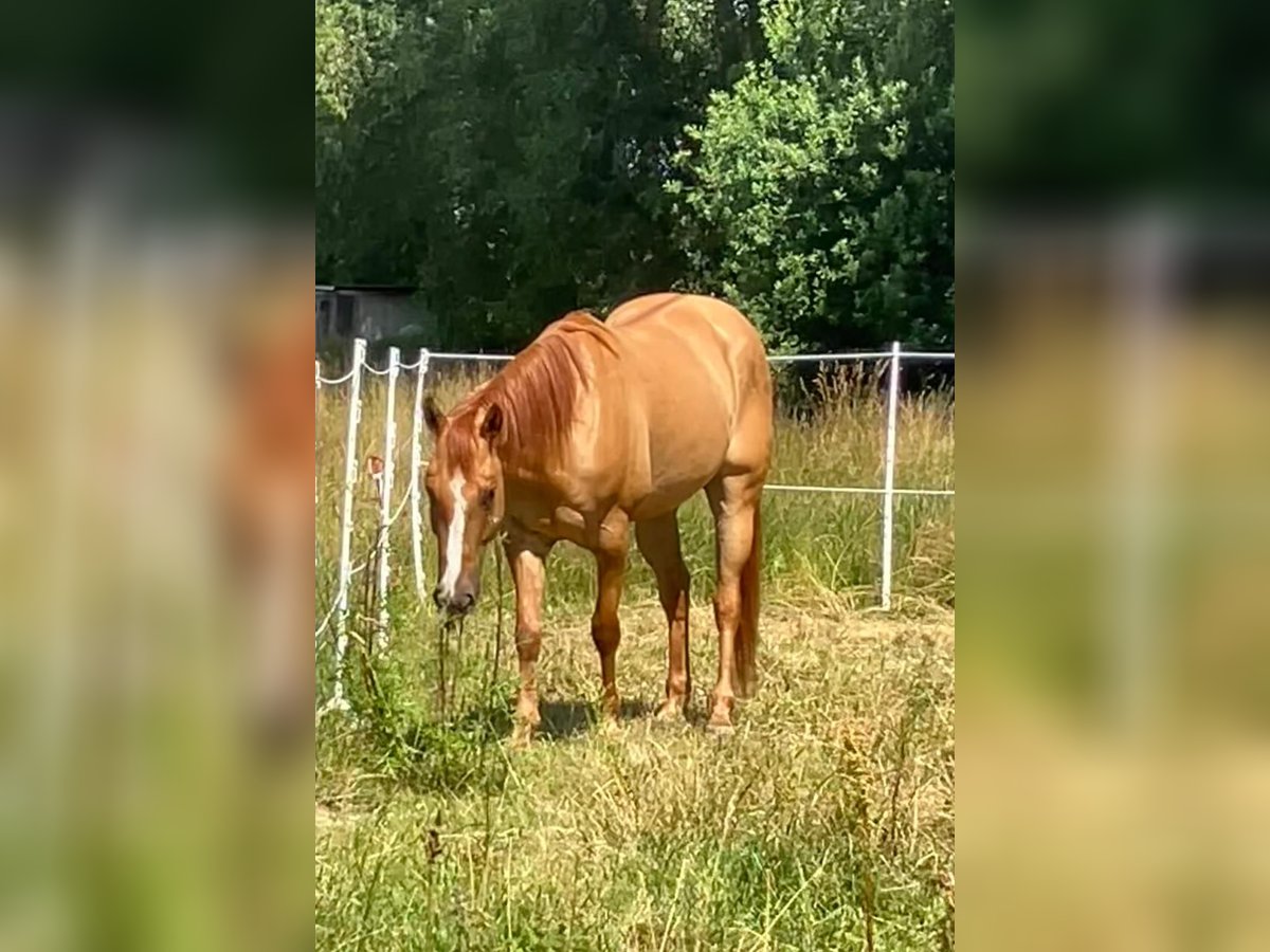American Quarter Horse Wallach 6 Jahre 155 cm Red Dun in Duvensee