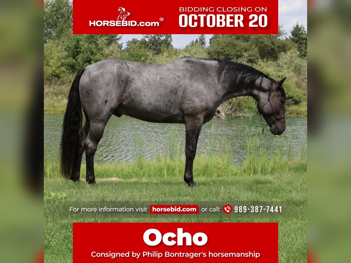 American Quarter Horse Wallach 6 Jahre 155 cm Roan-Blue in Howell