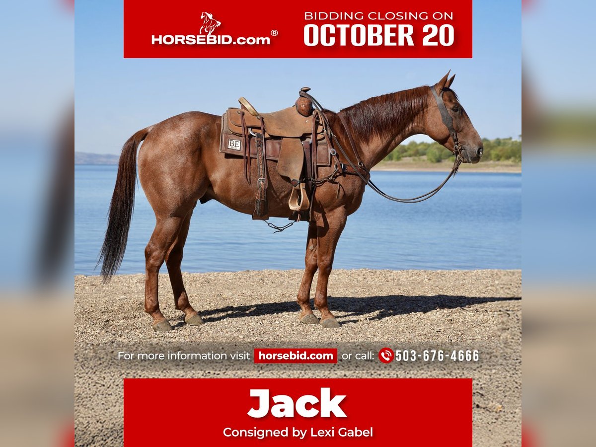American Quarter Horse Wallach 6 Jahre 155 cm Roan-Red in Stickney