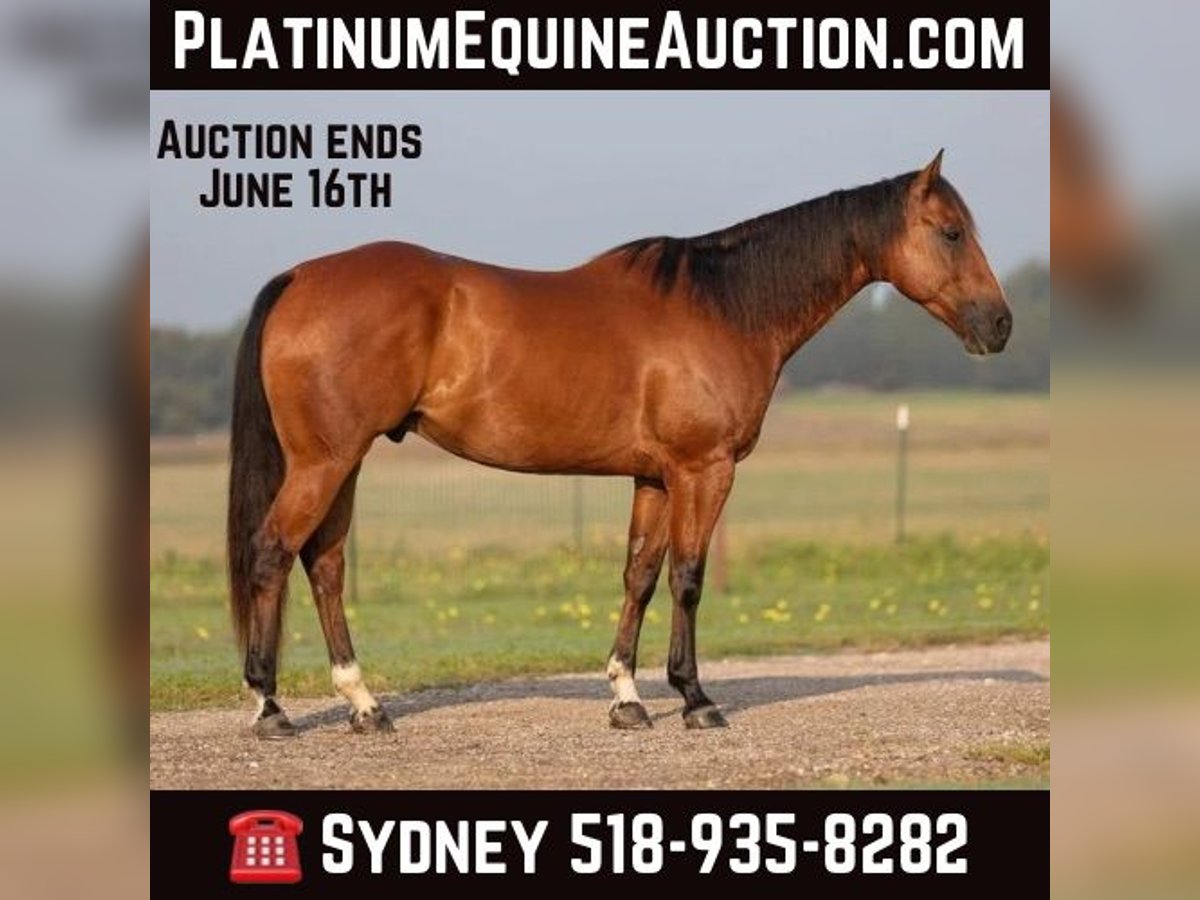 American Quarter Horse Wallach 6 Jahre 155 cm Rotbrauner in Granbury TX