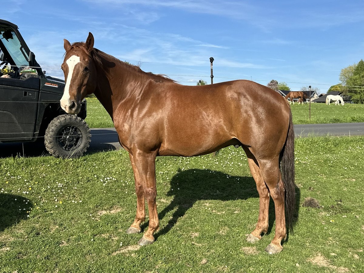 American Quarter Horse Wallach 6 Jahre 156 cm Fuchs in Hennef