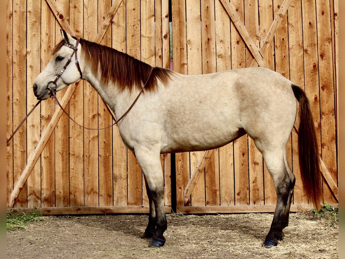 American Quarter Horse Wallach 6 Jahre 160 cm Buckskin in Fort Collins