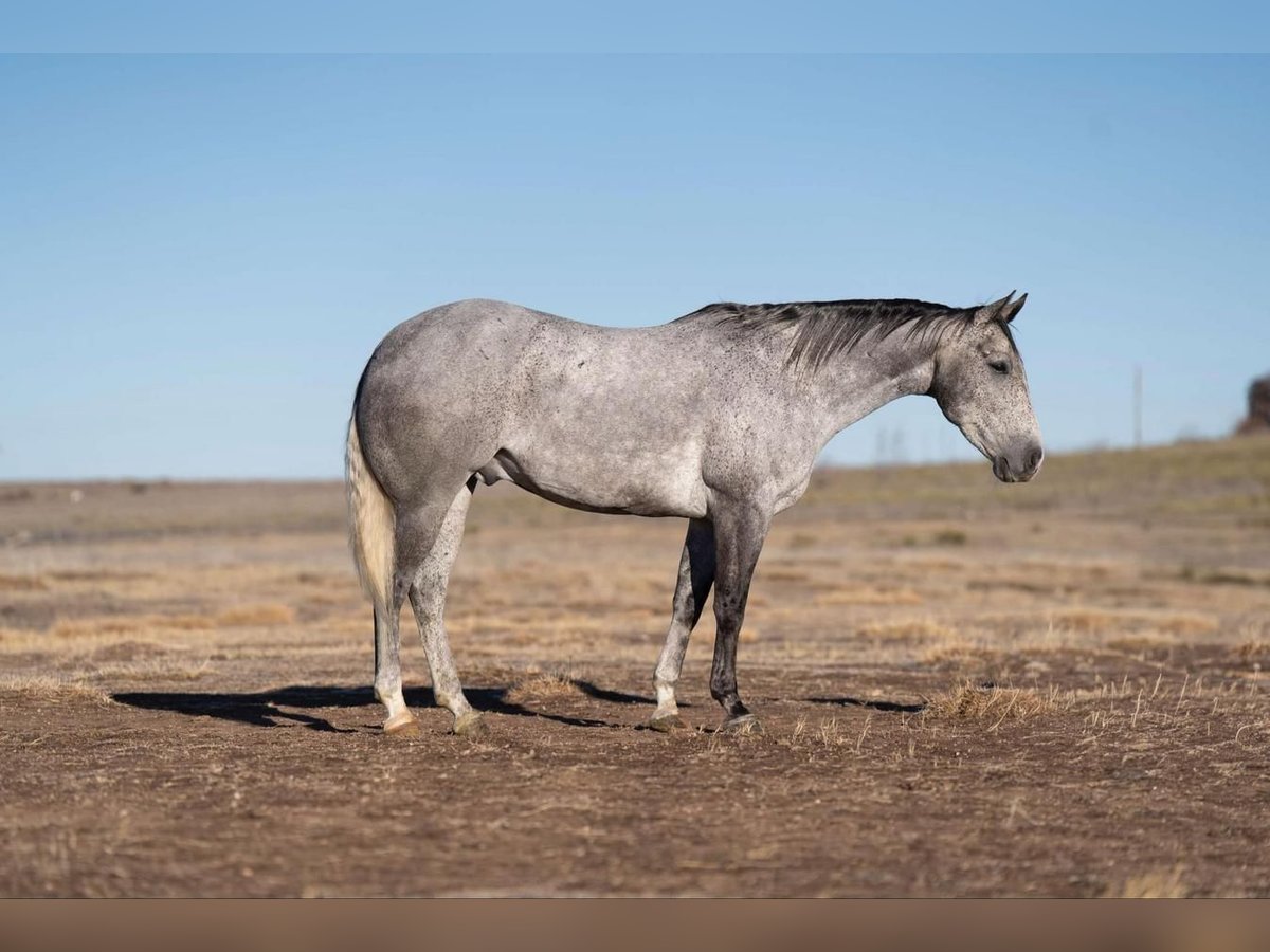 American Quarter Horse Wallach 6 Jahre 160 cm Schimmel in Canyon, TX