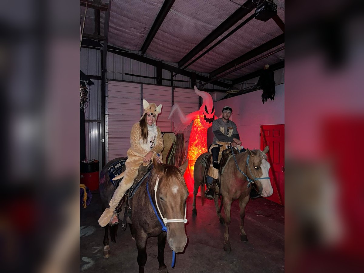 American Quarter Horse Wallach 6 Jahre 163 cm Brauner in Fort Worth Texas