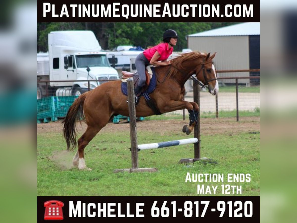 American Quarter Horse Wallach 6 Jahre 168 cm Rotfuchs in Stephenville TX