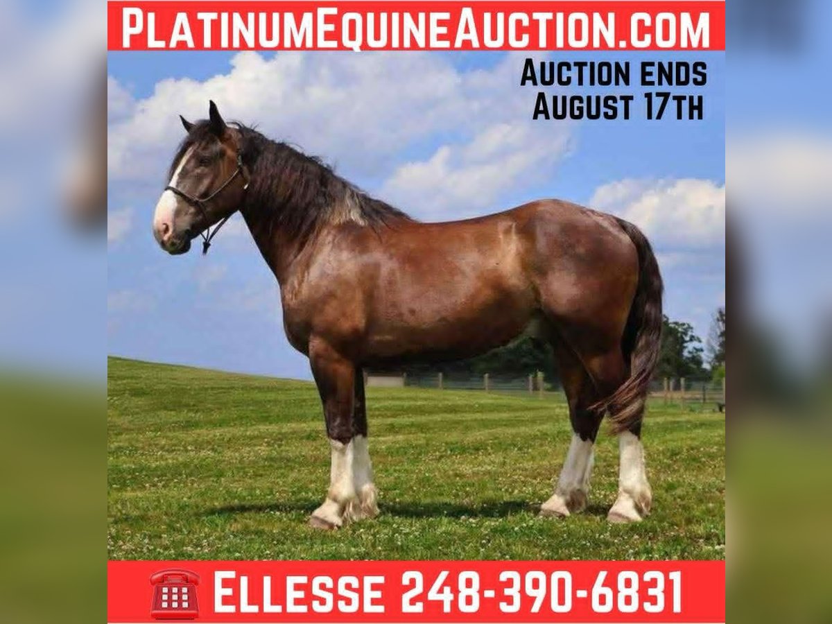 American Quarter Horse Wallach 6 Jahre 173 cm Rotbrauner in Howell