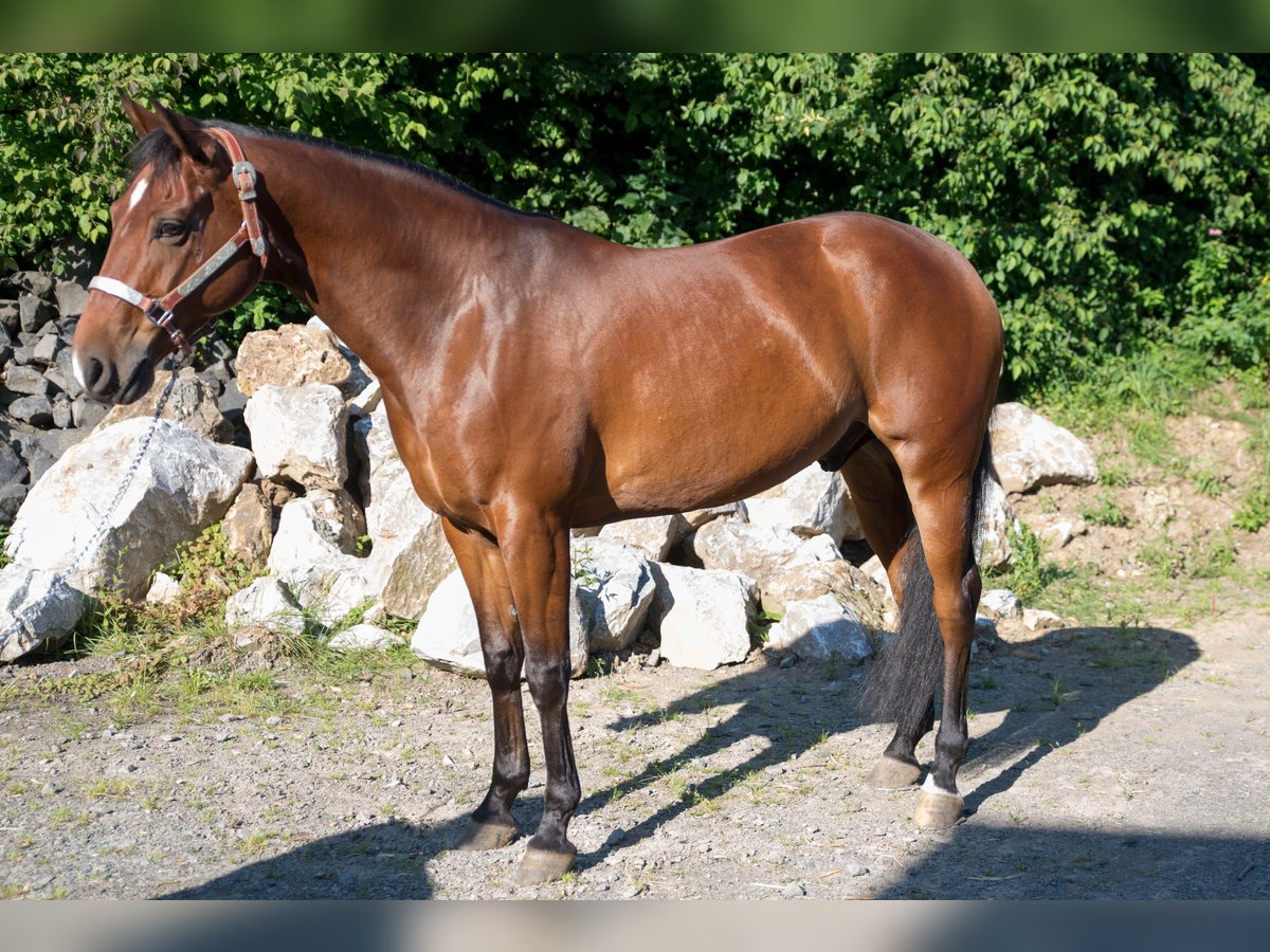 American Quarter Horse Wallach 6 Jahre Brauner in Niedersayn