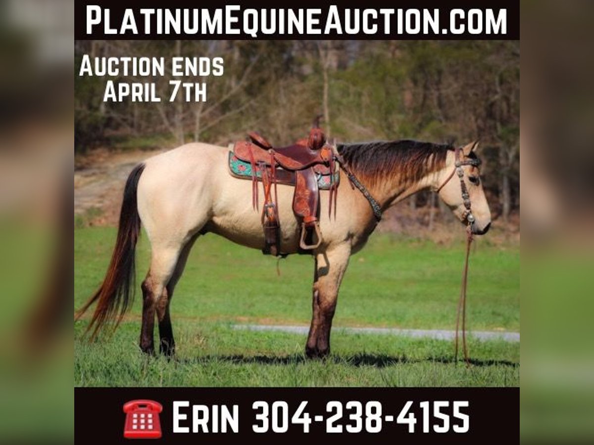American Quarter Horse Wallach 6 Jahre Buckskin in Flemingsburg Ky