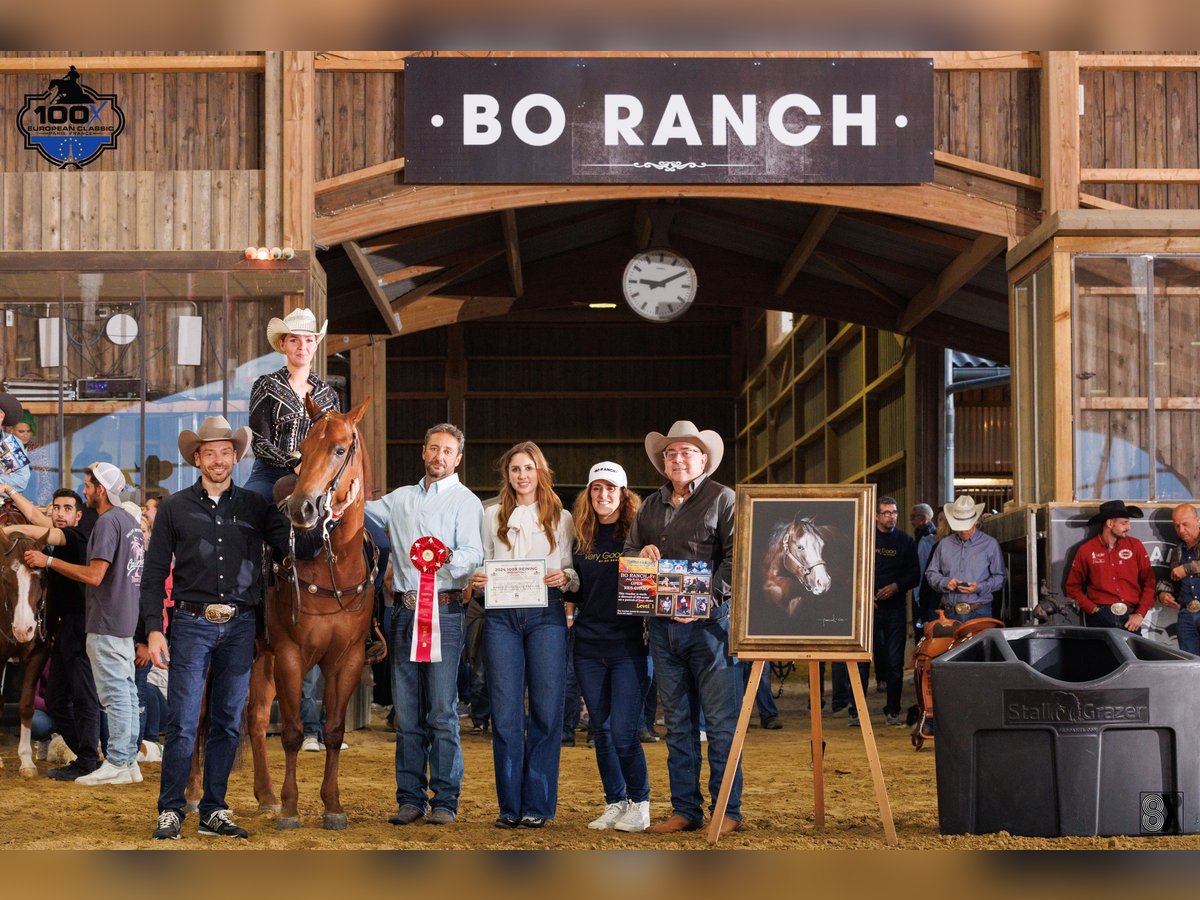 American Quarter Horse Wallach 6 Jahre Fuchs in B&#xFC;nde