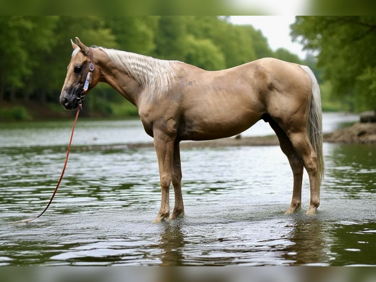 American Quarter Horse Wallach 6 Jahre Palomino in Fort Collins
