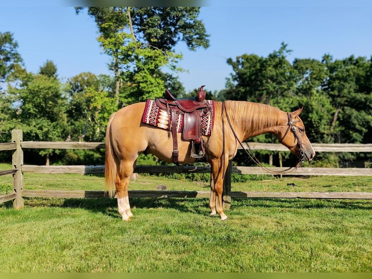 American Quarter Horse Wallach 6 Jahre Red Dun in Holmesville