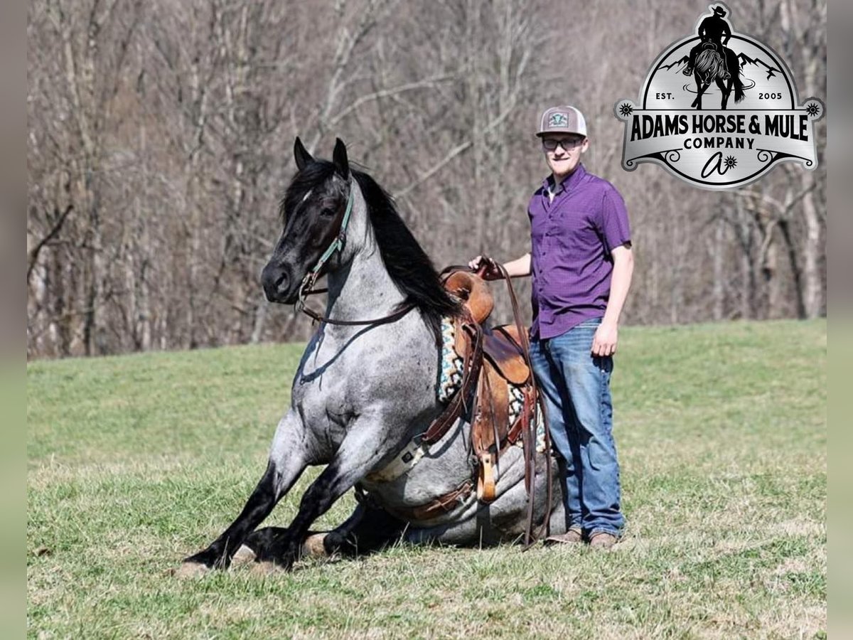 American Quarter Horse Wallach 6 Jahre Roan-Blue in Mount Vernon