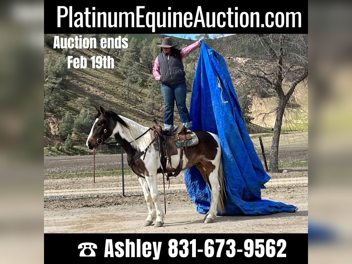 American Quarter Horse Wallach 6 Jahre Rotbrauner in Paicines CA