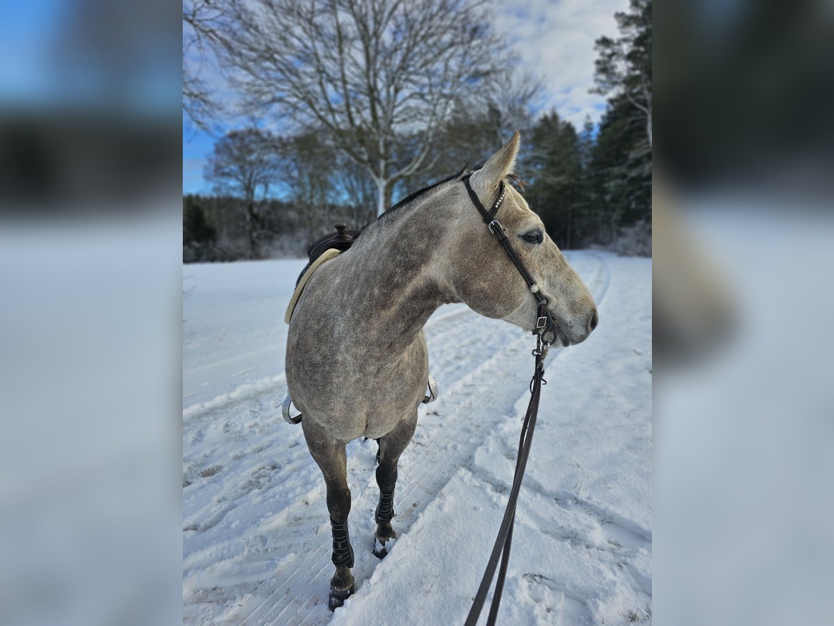 American Quarter Horse Wallach 6 Jahre Schimmel in Laichingen