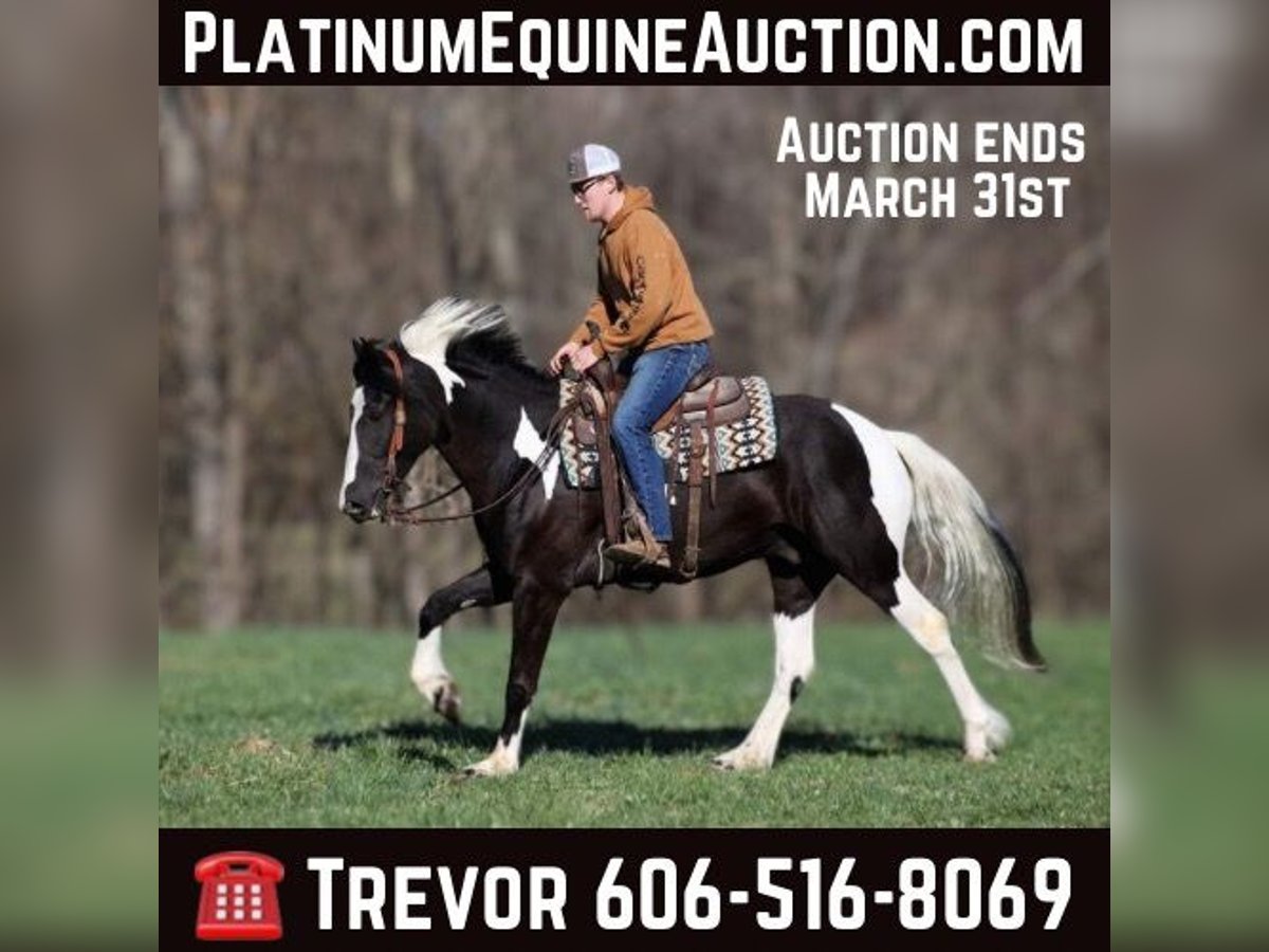 American Quarter Horse Wallach 6 Jahre Tobiano-alle-Farben in Parkers Lake, KY